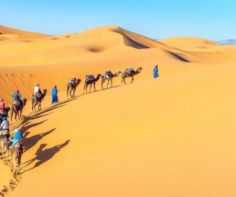 Camels in the desert of Tunisia